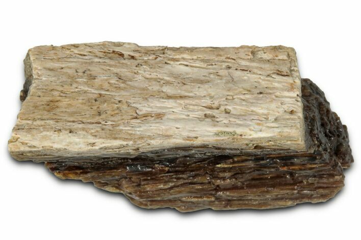 Fossil Tyrannosaur (T rex) Bone Section - Wyoming #352741